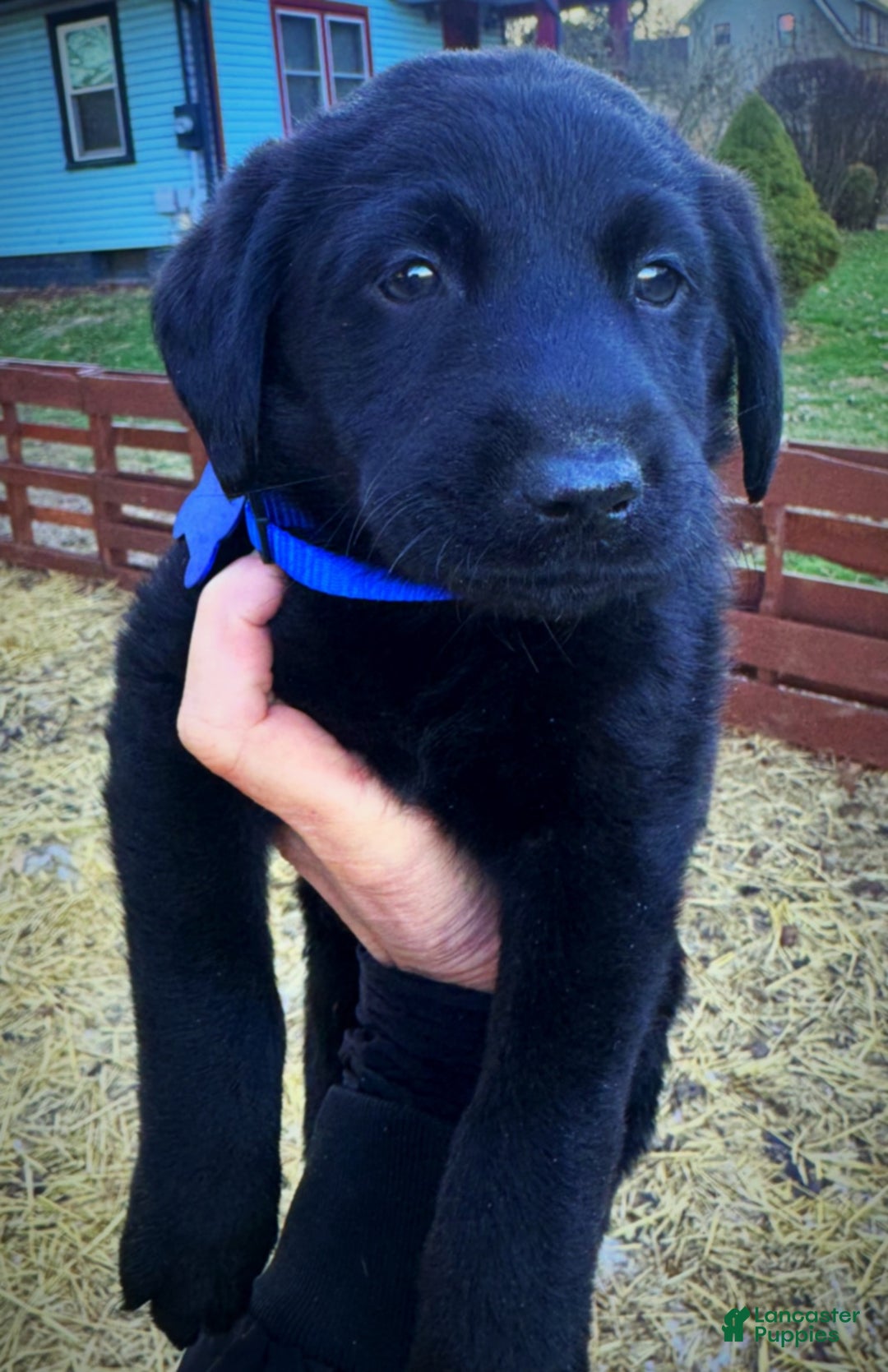 Labrador Retriever dogs for sale: Labrador Retriever Puppy 1 - Ad 12