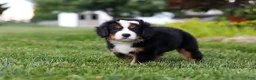 Bernese Mountain Dog dogs for sale: Mila - Ad 5