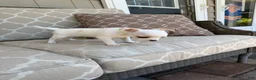 Chihuahua dogs for sale: Princess  - Ad 7