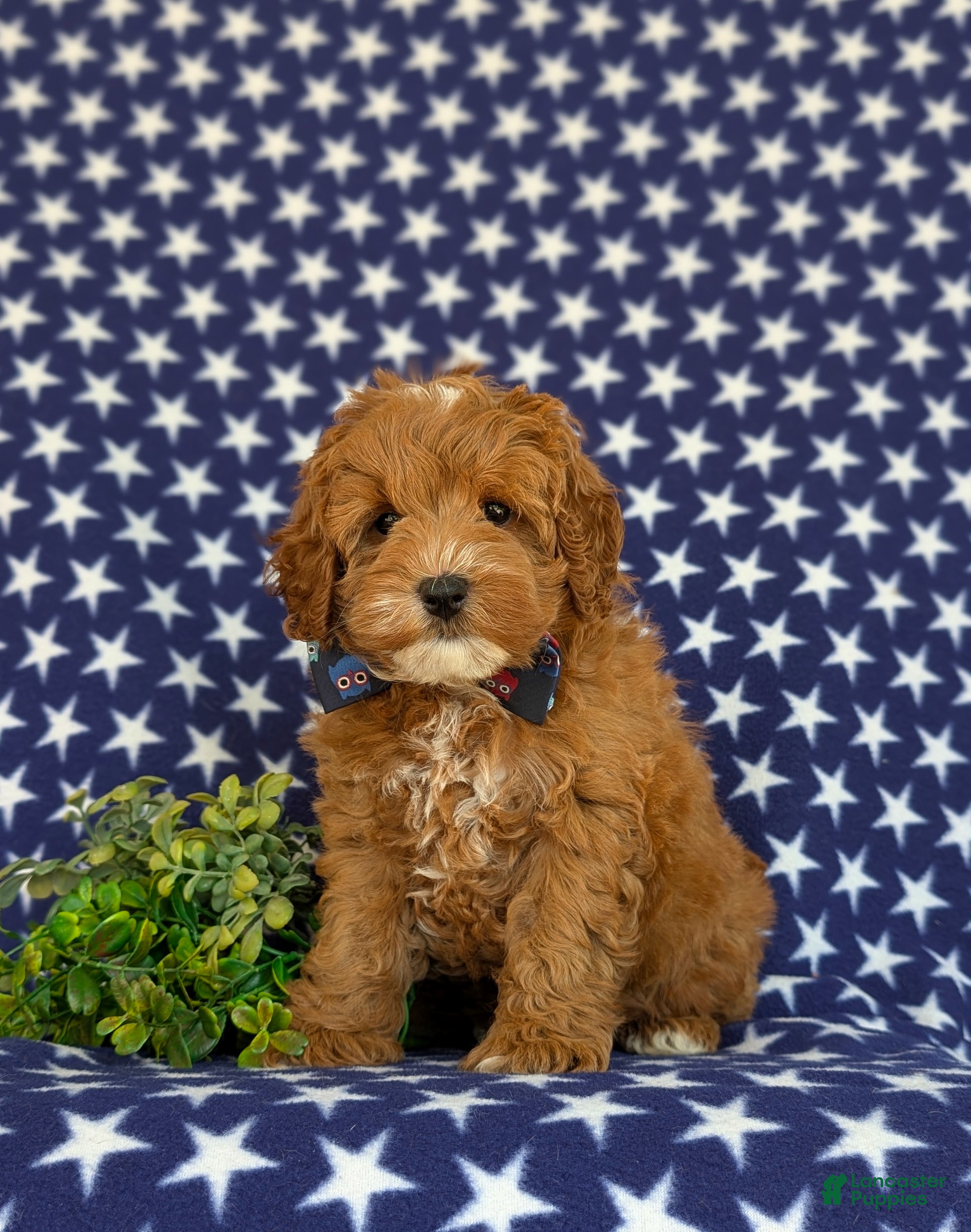 Cavapoo dogs for sale: Omar Hypoallergenic - Ad 1