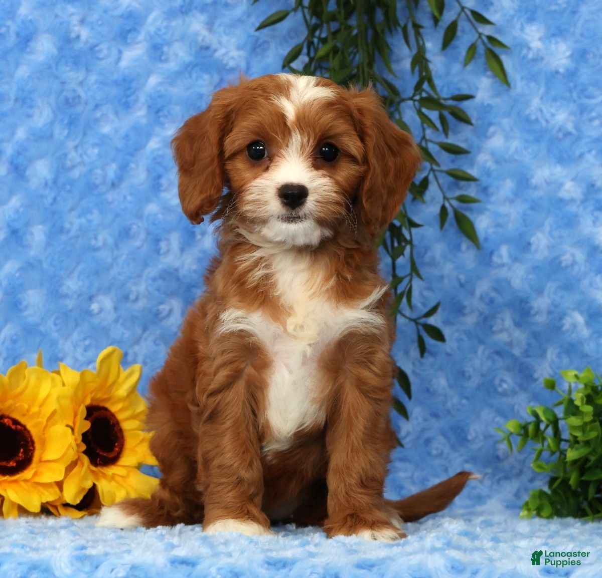 Cavapoo dogs Lexi - Ad 1