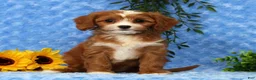 Cavapoo dogs for sale: Lexi - Ad 1