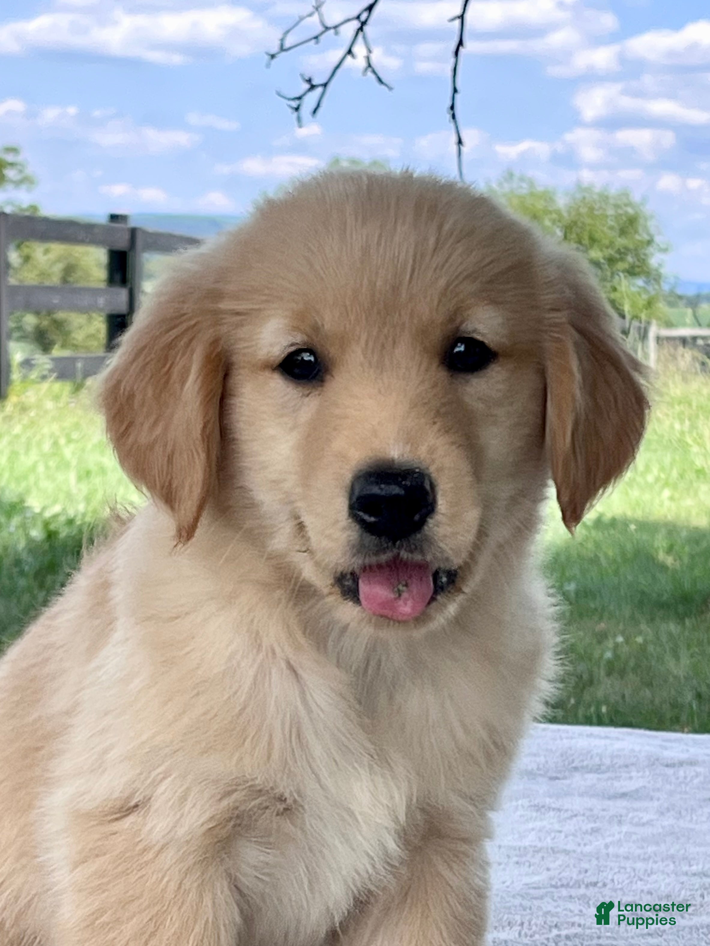 Golden Retriever dogs Daisy - Ad 1