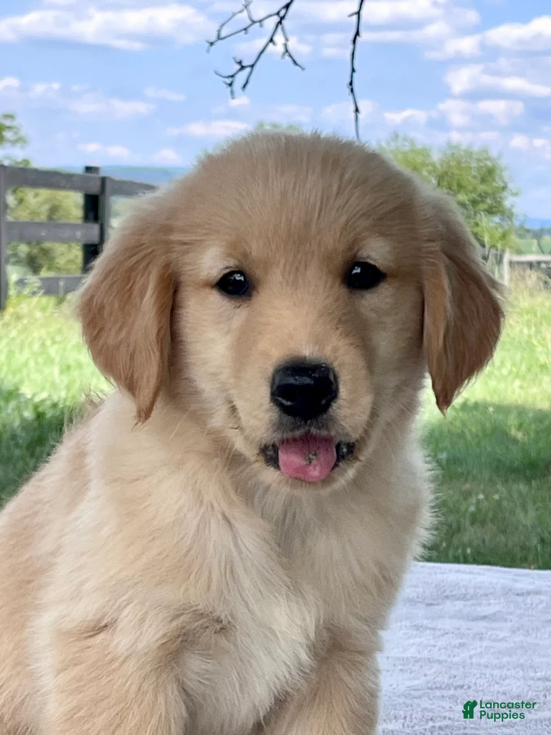 Golden Retriever dogs for sale: Daisy - Ad 1