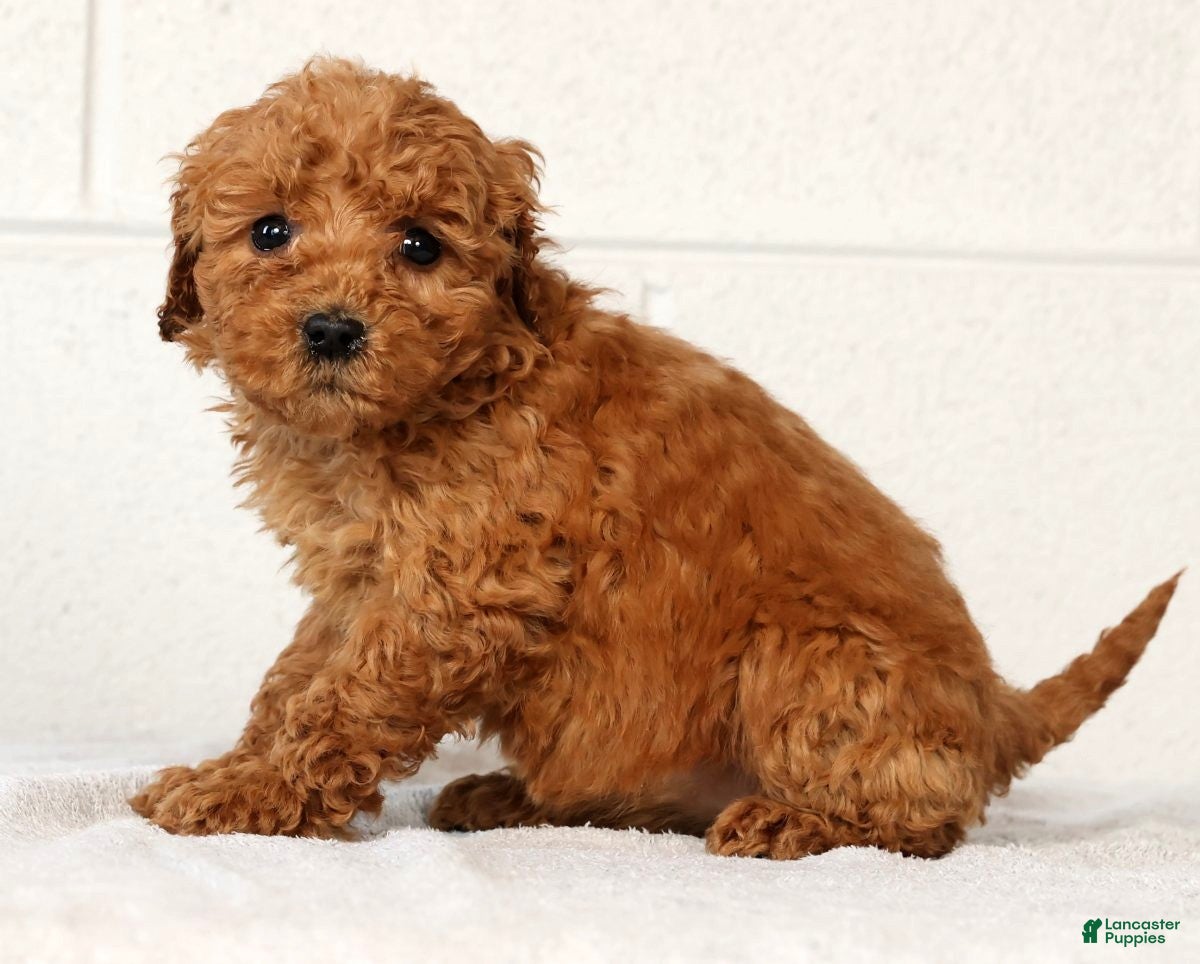 Mini Goldendoodle dogs Lori - Ad 23