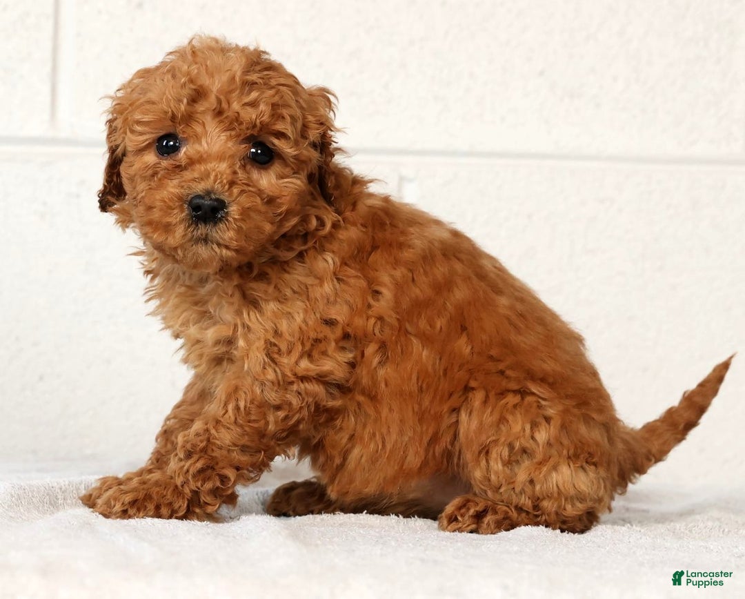 Mini Goldendoodle dogs for sale: Lori - Ad 1