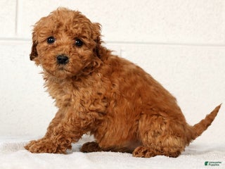 Mini Goldendoodle dogs Lori - Ad 23