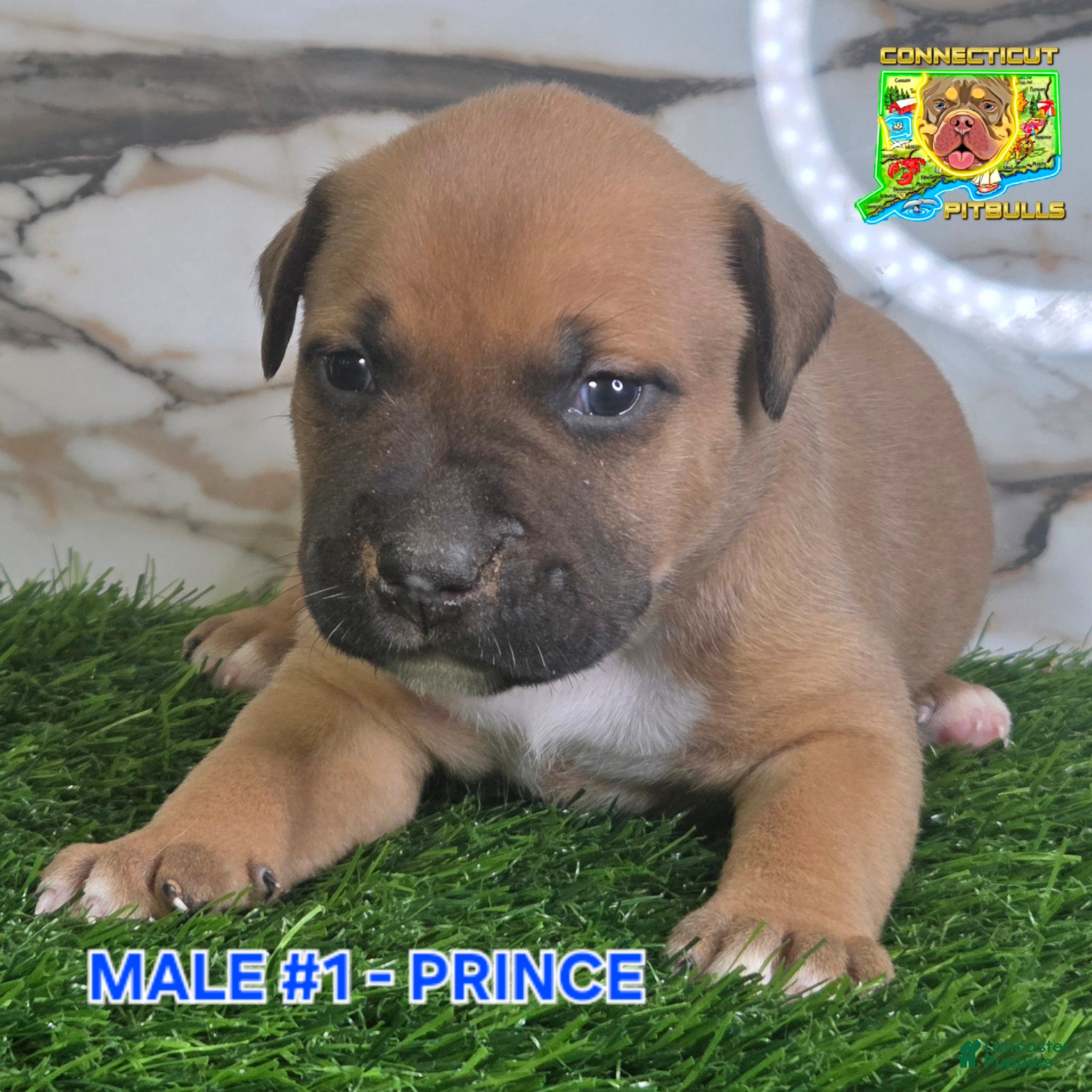 American Bully dogs PRINCE - Ad 29