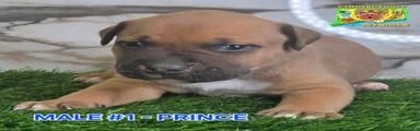 PRINCE