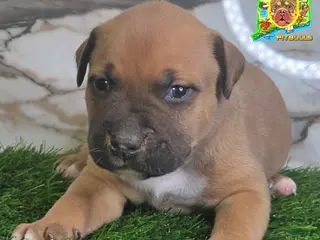 American Bully dogs PRINCE - Ad 29