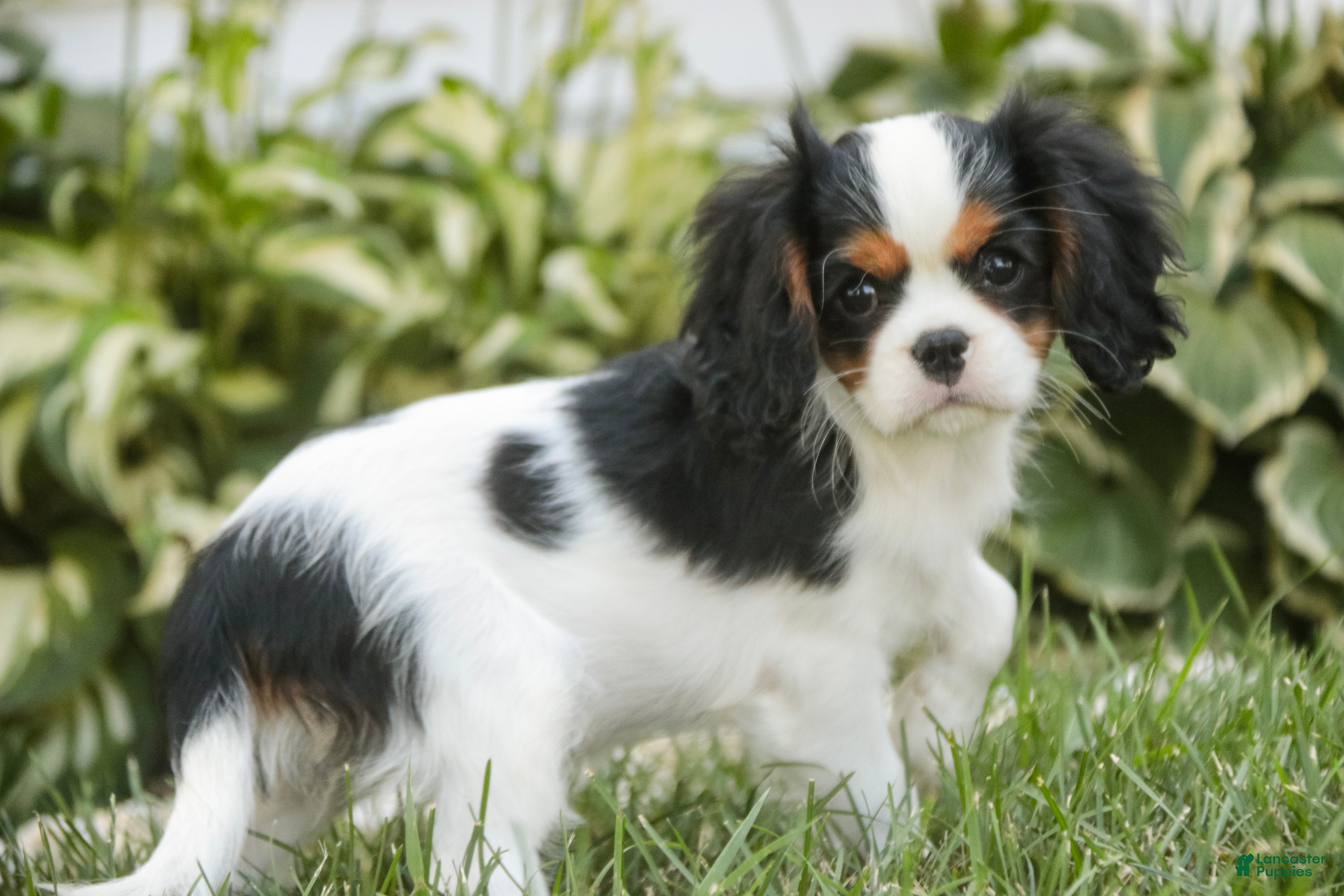 Cavalier King Charles Spaniel dogs Princess Cavalier King Charles Spaniel  - Ad 2