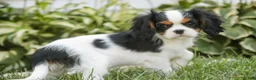 Cavalier King Charles Spaniel dogs for sale: Princess Cavalier King Charles Spaniel  - Ad 4