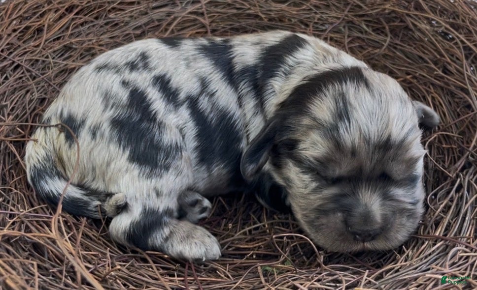 Mixed Breed dogs Raphaël - Ad 16