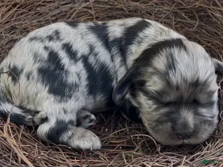 Mixed Breed dogs Raphaël - Ad 19