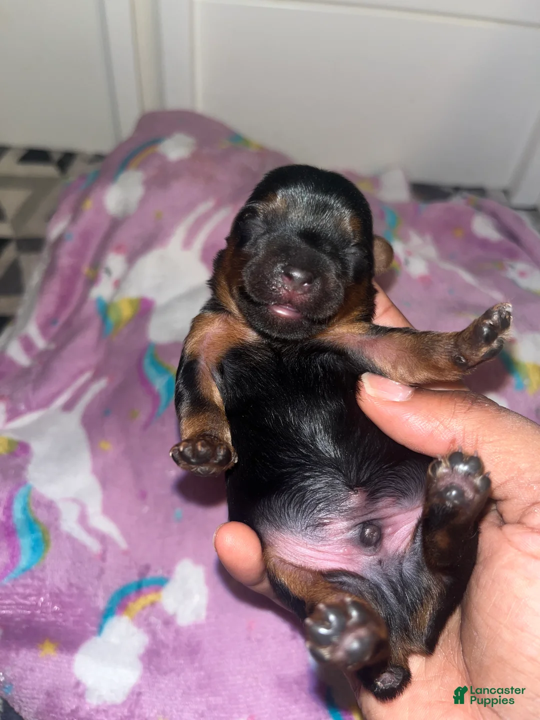 Yorkiepoo dogs for sale: Porky - Ad 1