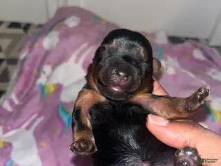 Yorkiepoo dogs Porky - Ad 42