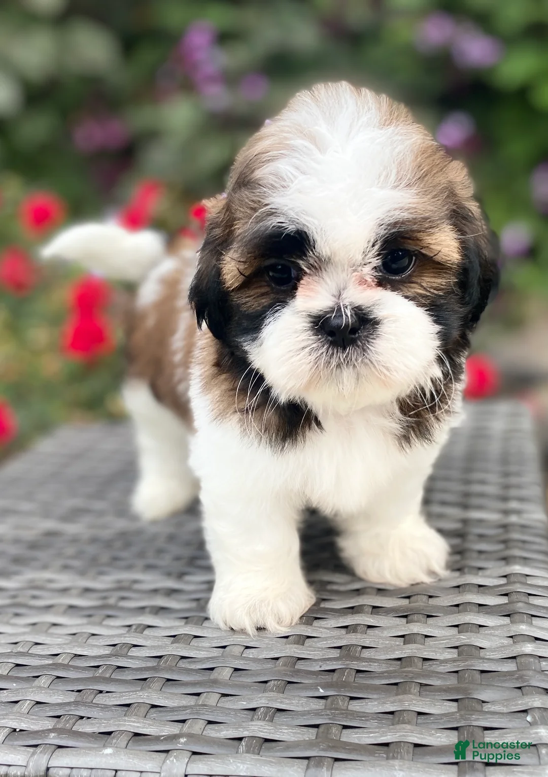Shih Tzu dogs for sale: Lena - Ad 2