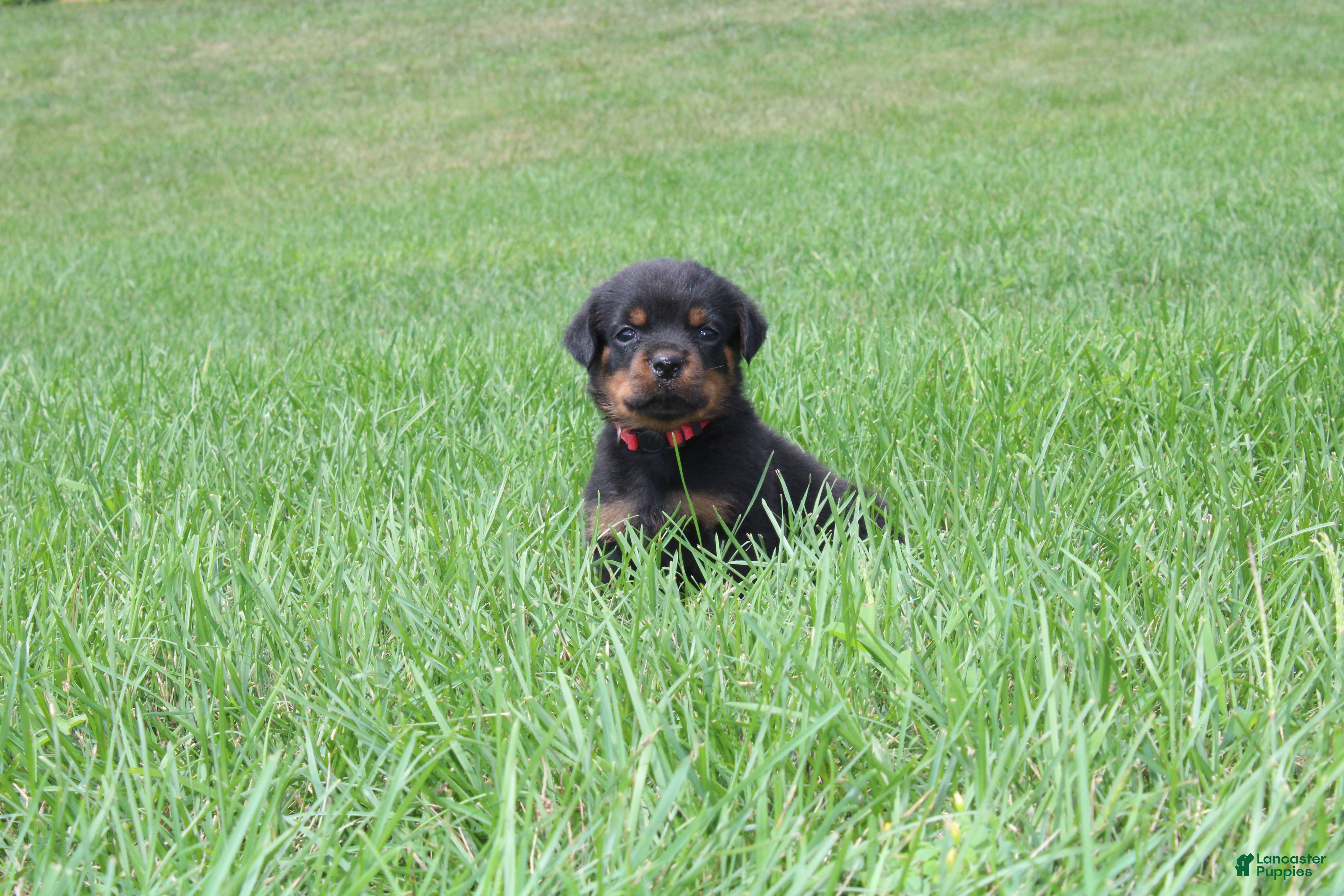 Rottweiler dogs Brock - Ad 2