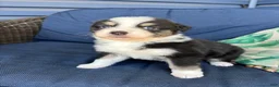 Australian Shepherd dogs for sale: Australian Shepherd- Chloe  - Ad 10