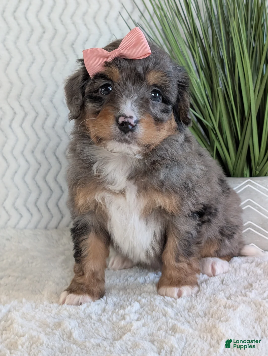 Mini Bernedoodle dogs for sale: Mini Skye  - Ad 14