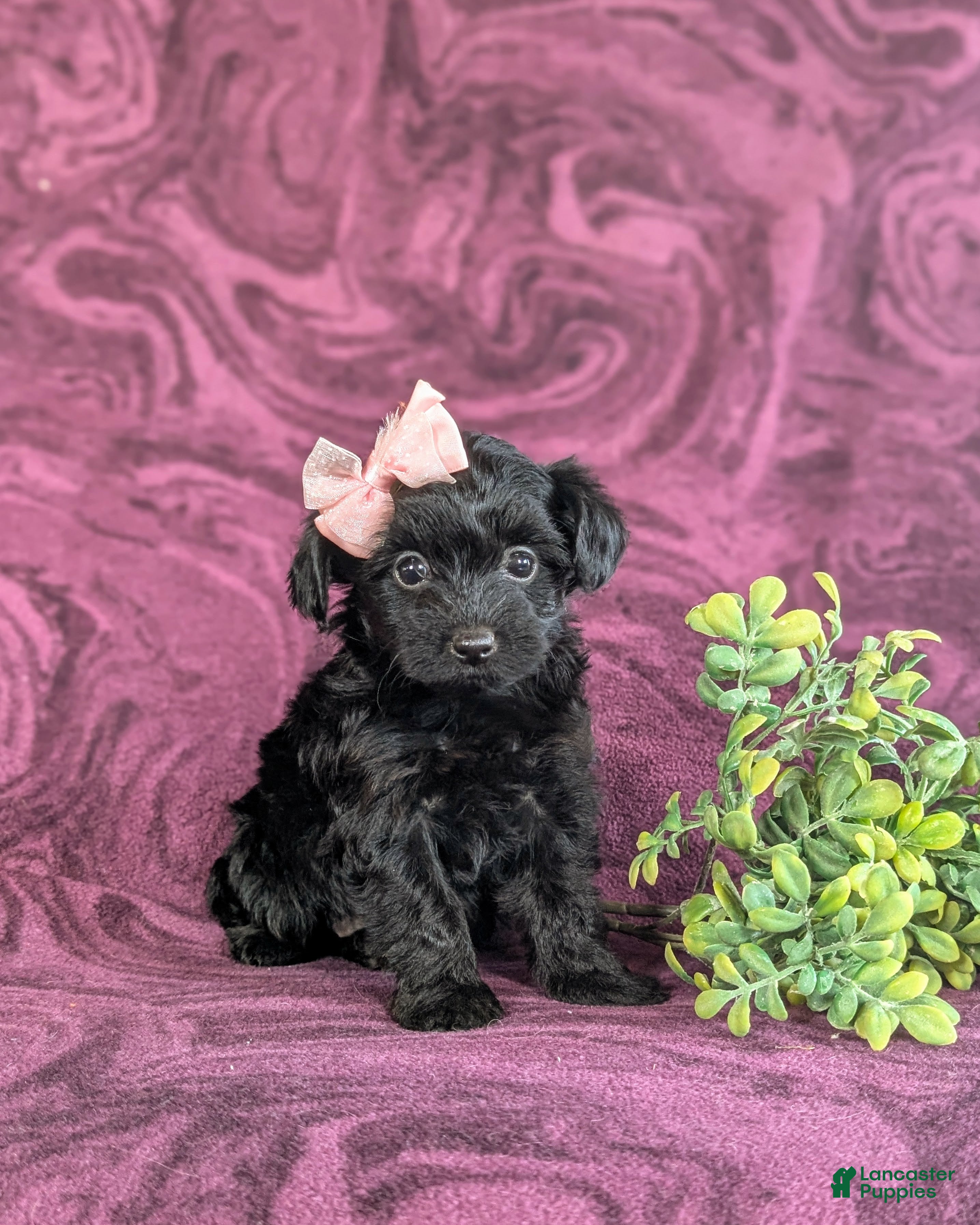 Yorkiepoo dogs Kayleigh 6 lbs Full Grown - Ad 2