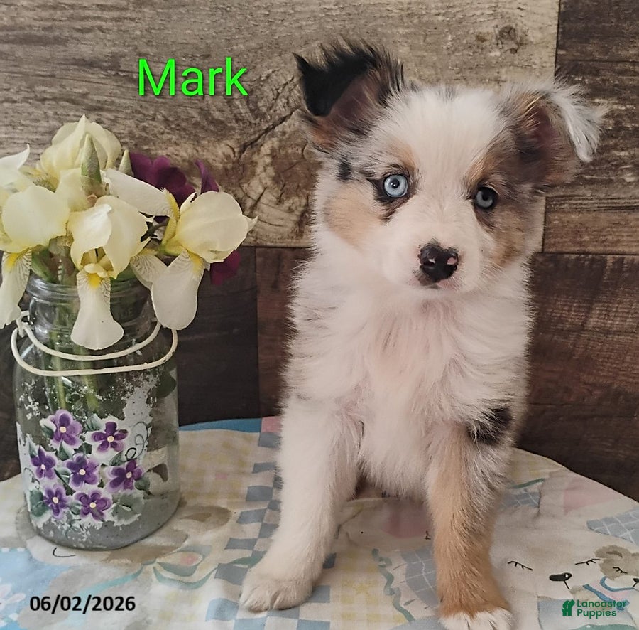 Miniature Australian Shepherd dogs for sale: Mark - Ad 5