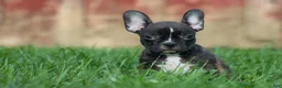 Frenchton dogs for sale: MISTY - Ad 16