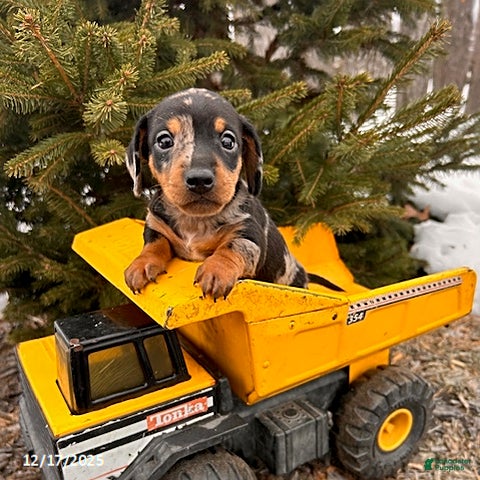 Miniature Dachshund dogs Skyler - Ad 25