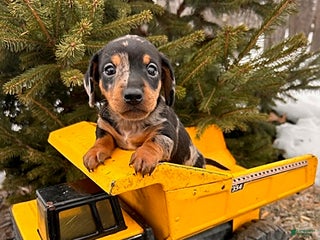 Miniature Dachshund dogs Skyler - Ad 25