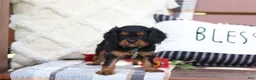Cavalier King Charles Spaniel dogs for sale: Mike - Ad 3