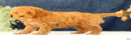 Cavapoo dogs for sale: Austin - Ad 7