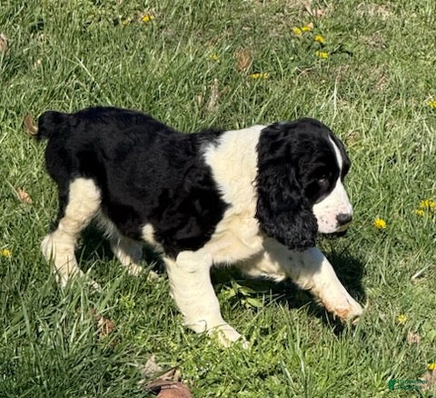 English Springer Spaniel dogs Bear - Ad 2