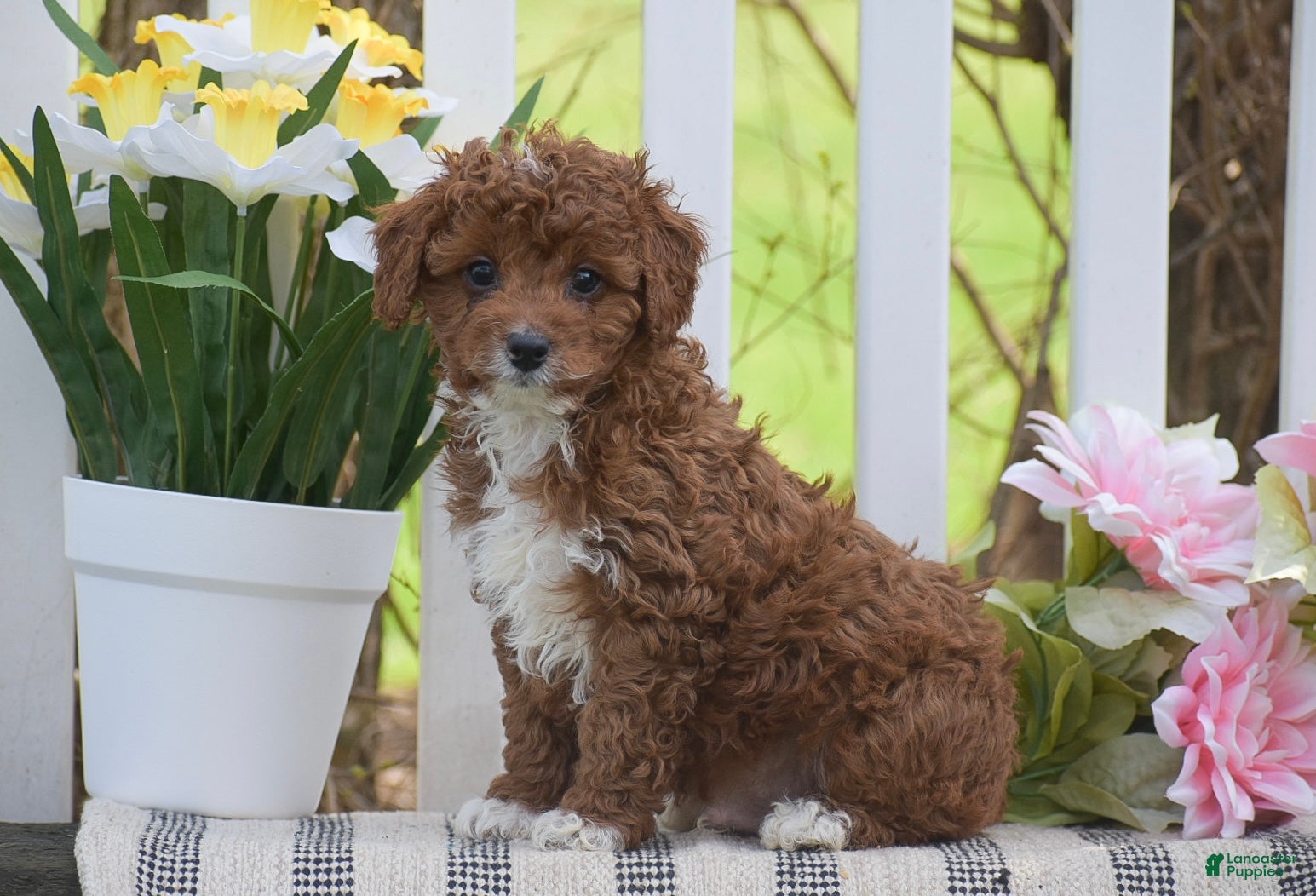 Cavapoo dogs Sterling - Ad 2