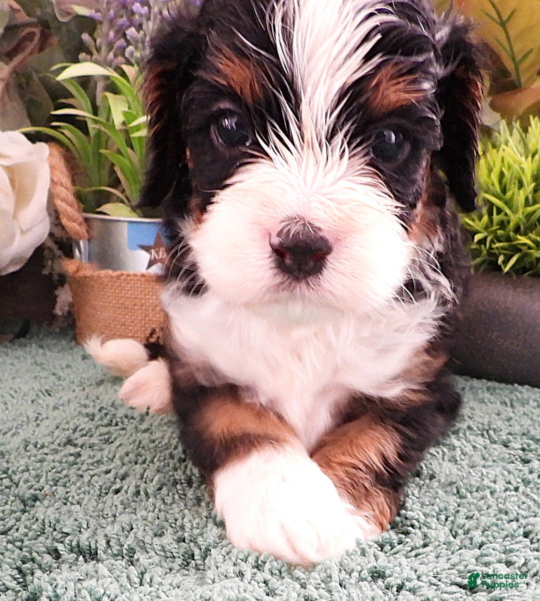 Cavapoo dogs for sale: Cavapoo Black/Tri Male #5 (Autumn's) - Ad 10