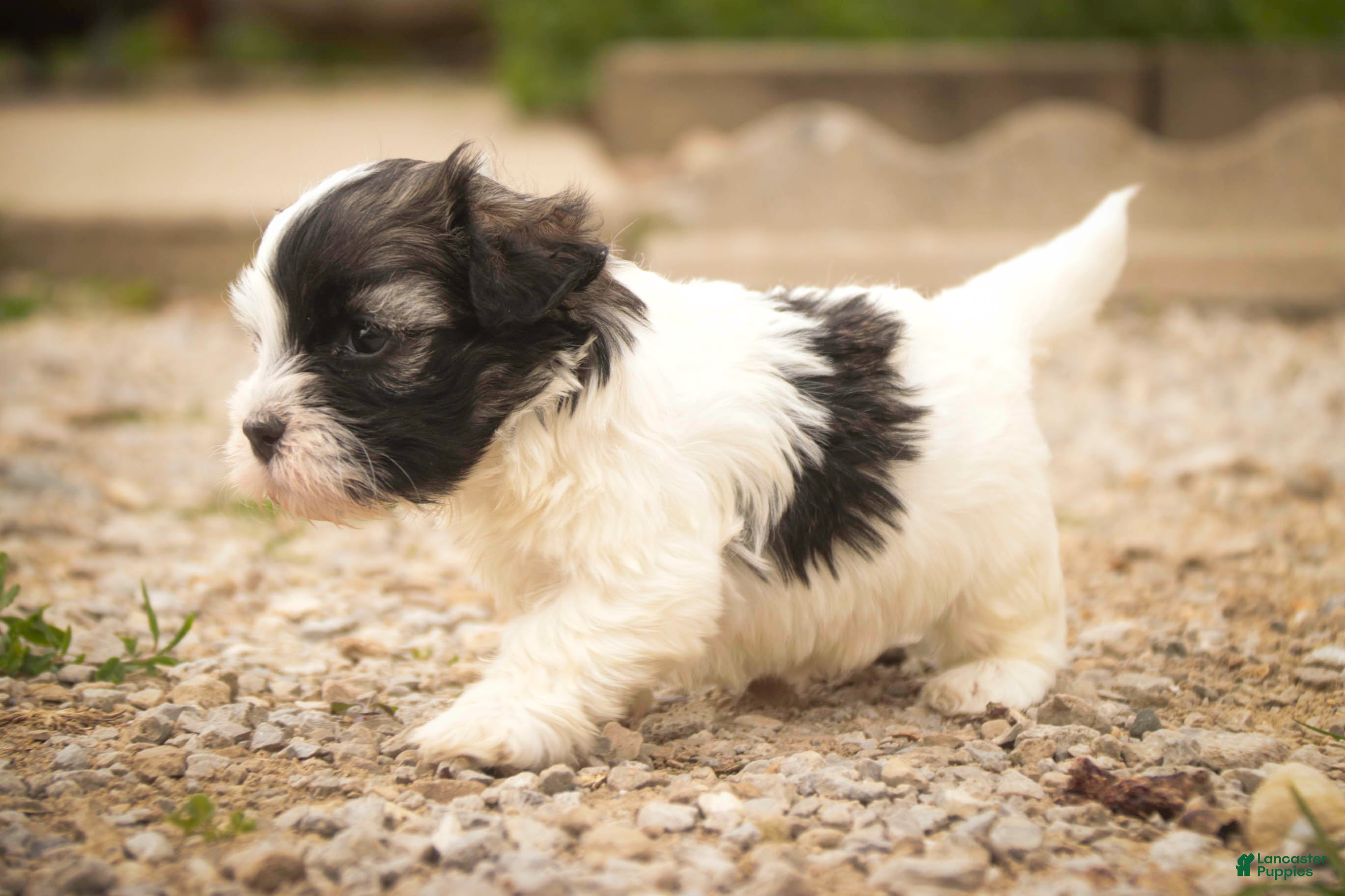 Havanese dogs Tommy Havanese Puppy  - Ad 1