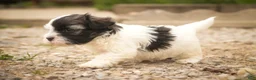 Havanese dogs for sale: Tommy Havanese Puppy  - Ad 1
