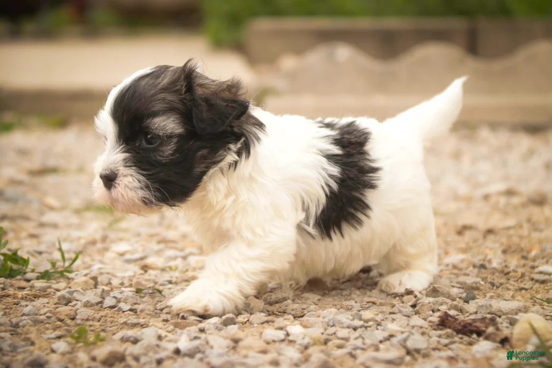 Havanese dogs for sale: Tommy Havanese Puppy  - Ad 1