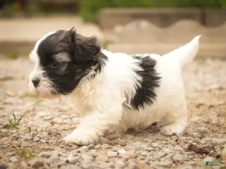 Havanese dogs for sale: Tommy Havanese Puppy - Ad 4