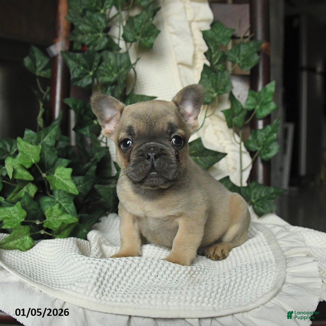 French Bulldog dogs for sale: Maxwell - Ad 1