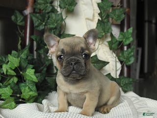 French Bulldog dogs Maxwell - Ad 4