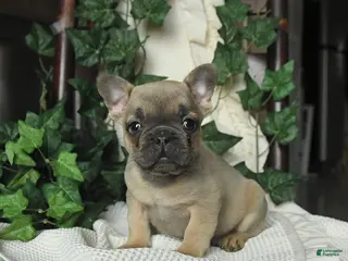 French Bulldog dogs Maxwell - Ad 35