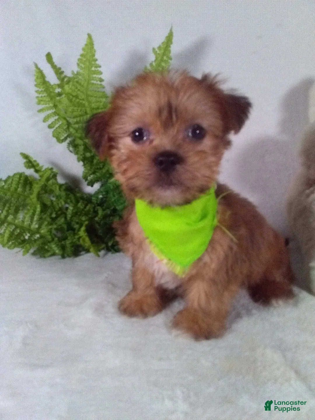 Shorkie dogs for sale: Paws - Ad 1
