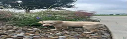 Labrador Retriever dogs for sale: Honey - Ad 22