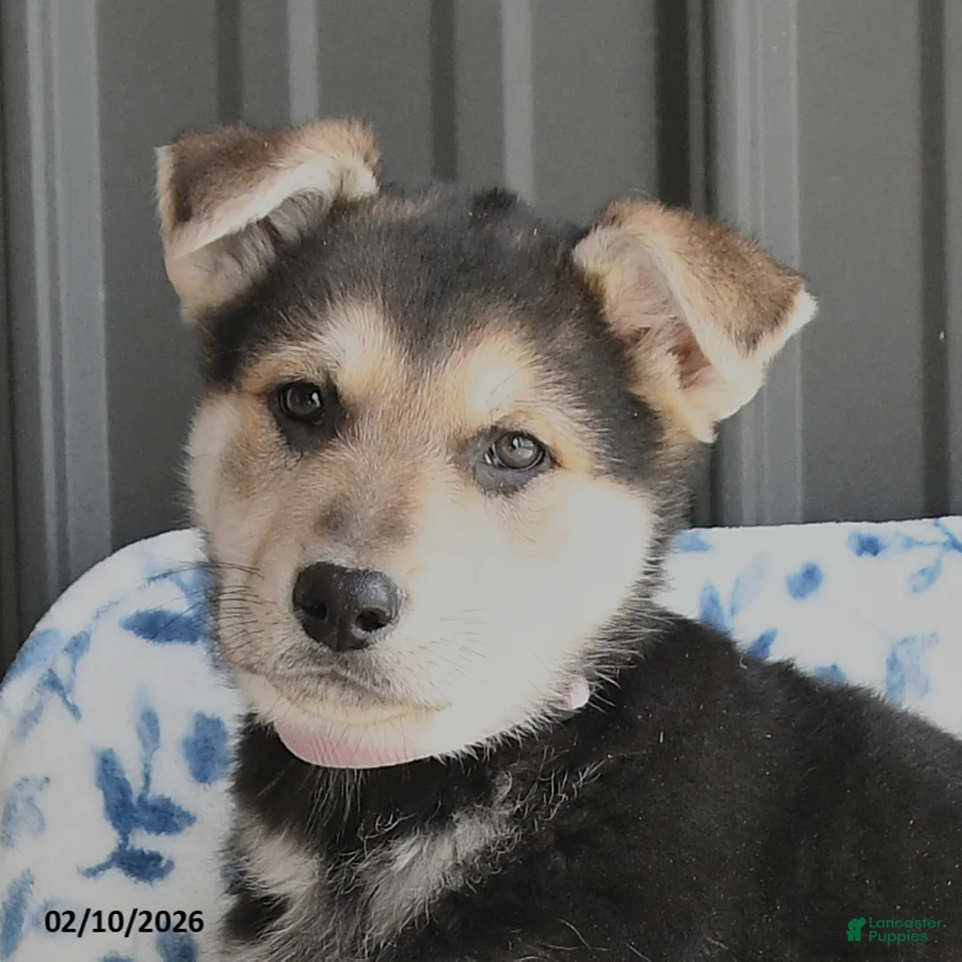 German Shepherd dogs for sale: Volt  - Ad 2