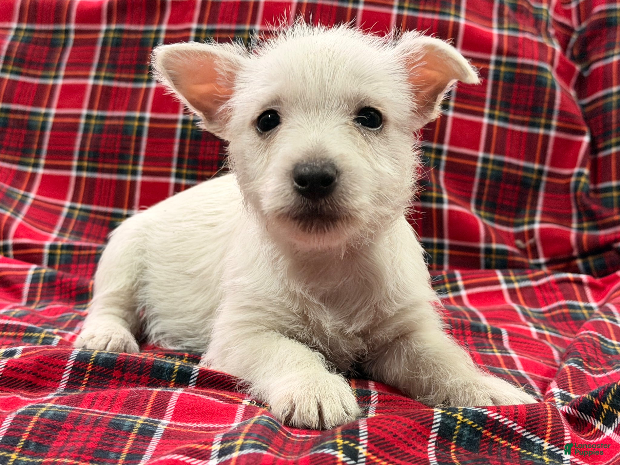 West Highland Terrier dogs Makayla - Ad 1