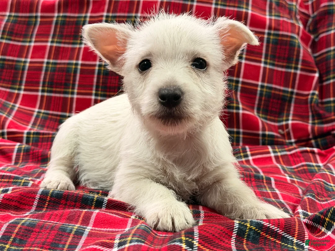 West Highland Terrier dogs for sale: Makayla - Ad 1