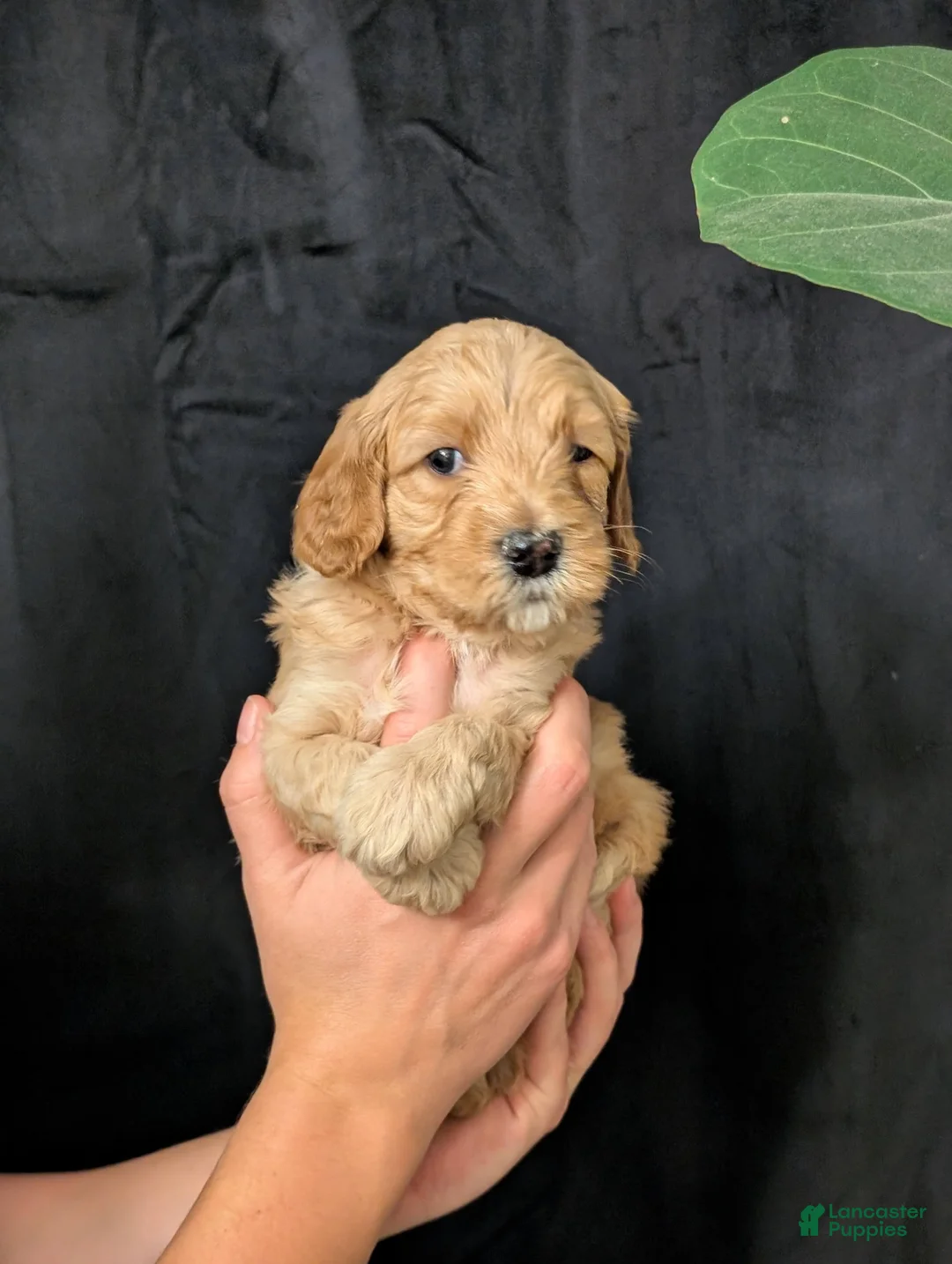 Cavapoo dogs for sale: Everest - Ad 3