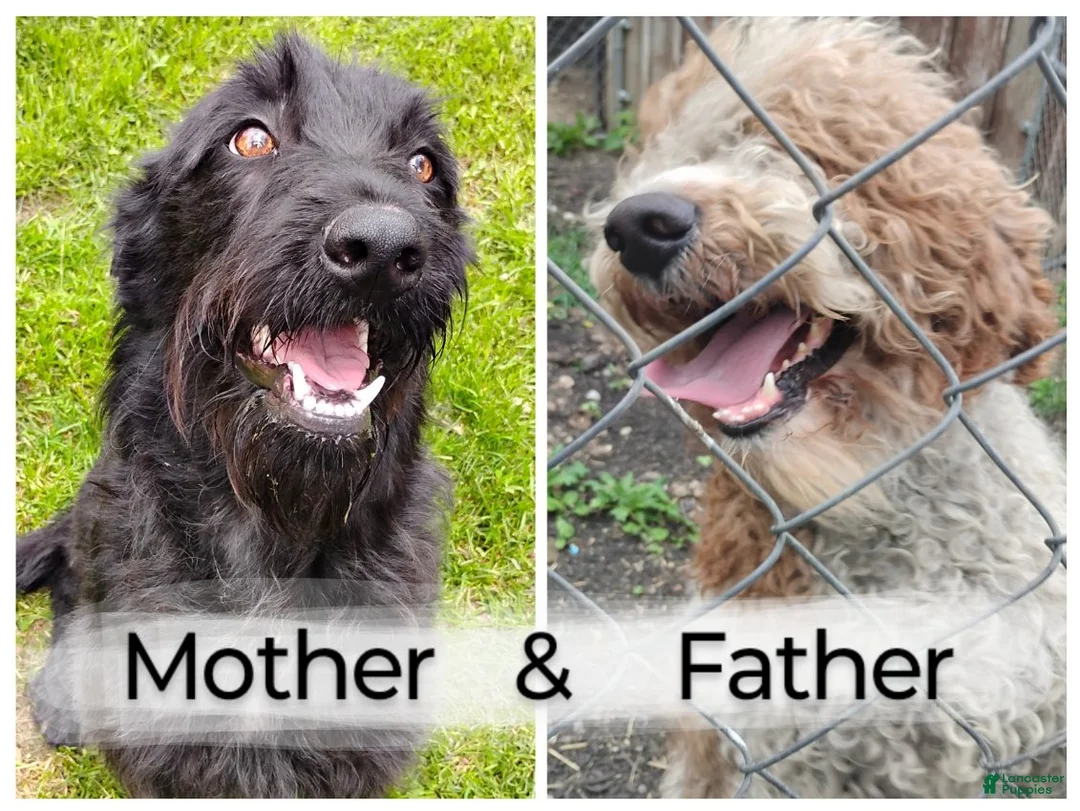 Mixed Breed dogs for sale: GIrl #2 - Ad 3