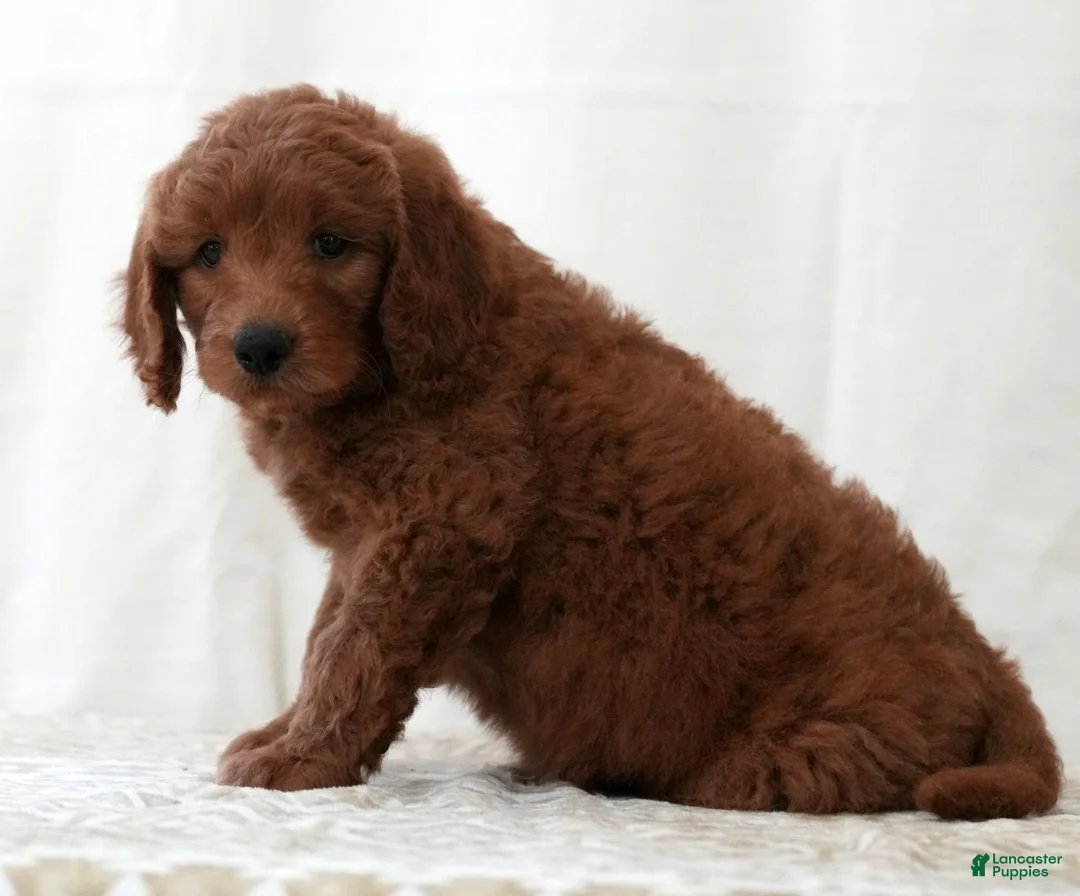 Mini Goldendoodle dogs for sale: Riley - Ad 2