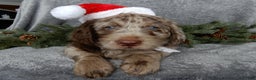 Labradoodle dogs for sale: Mr. Claus  - Ad 1